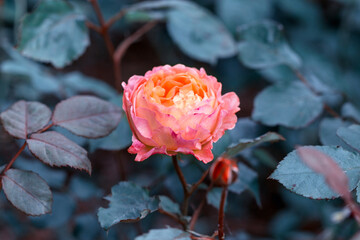 Tender orange pink rose in the garden against a background of dark leaves, toned effect.