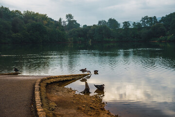 Wall Mural - Lake landscape with ducks and trees and a ramp to access the lake (Cantabria, Spain)