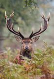 Fototapeta Sawanna - Red Deer stag looking through the autumn bracken in the countryside 