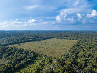 Wall Mural - Drone aerial view of deforestation area pasture for cattle farms in the Amazon rainforest, Brazil. Concept of ecology, destruction, conservation, CO2, agriculture, global warming, environment.	