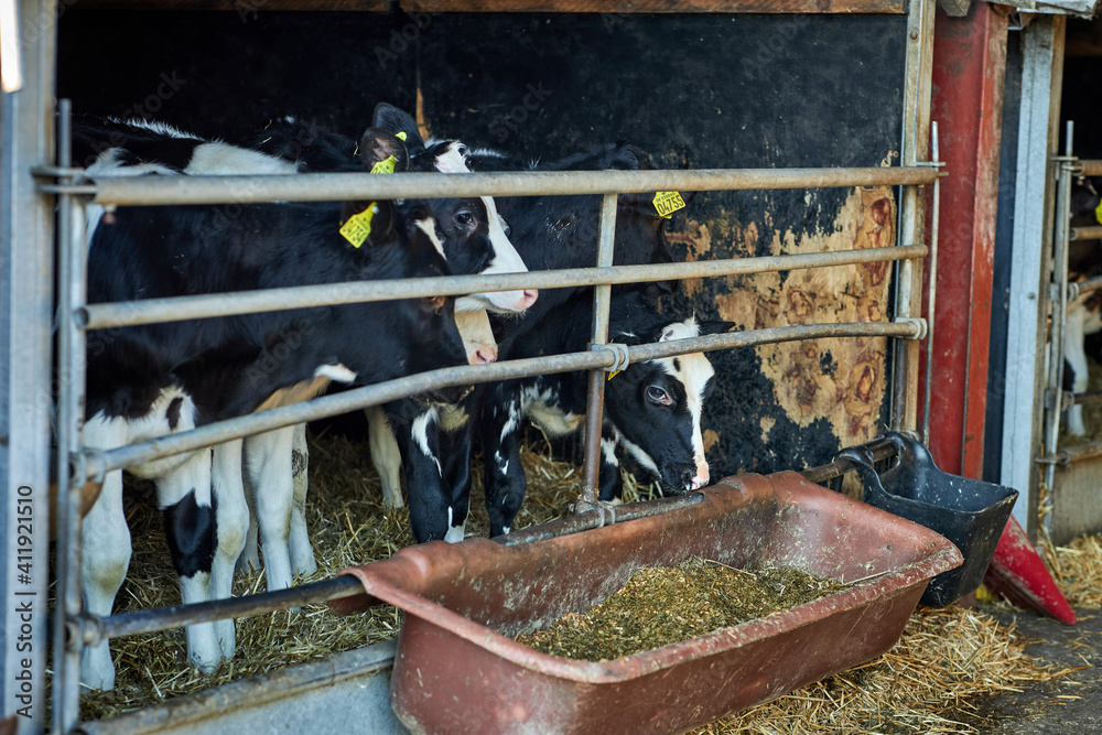 Calf Care. Dairy farm management and calf feeding. Feeding roughage and concentrate for dairy calves in a dairy farm.