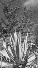El Aloe Silvestre
