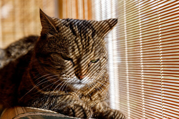 Funny portrait arrogant short-haired domestic tabby cat relaxing near window blinds at home indoors. Little kitten lovely member of family playing in house. Pet care health and animal concept.