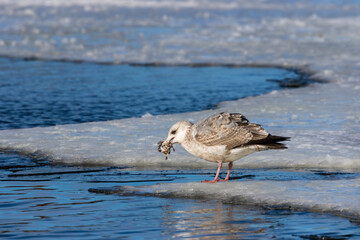 Wall Mural - Seagull with the rest of the fish on the ice floe