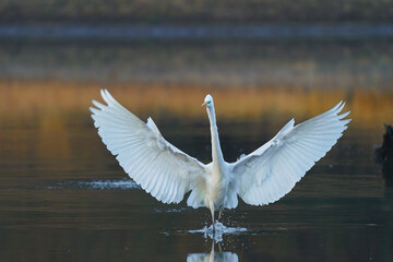 Wall Mural - Great white egret (Ardea alba) - white heron