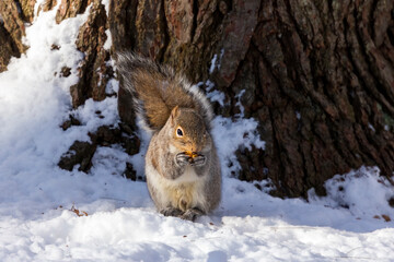 Sticker - Eastern grey squirrel in a snowy forest