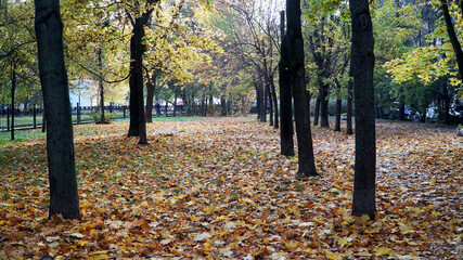 Wall Mural - autumn in the city