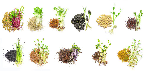 Wall Mural - Collage of different microgreens on a white background. Selective focus.