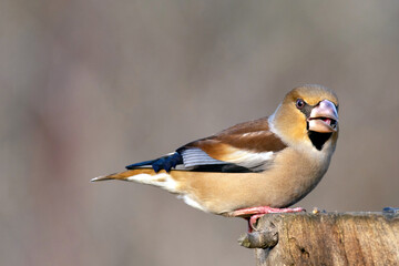 Poster - Hawfinch Coccothraustes coccothraustes sitting on a stump