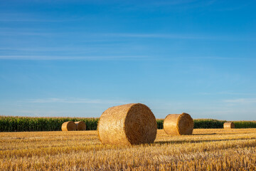 Wall Mural - Straw bales on agricultural field. Raral landscape