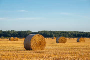 Wall Mural - Evening landscape of straw bales after the harvest of rye. Rural landscape