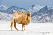 Bactrian camel in winter landscape