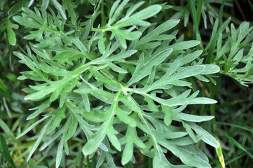 Poster - Bitter wormwood (Artemisia absinthium) bush grows in nature