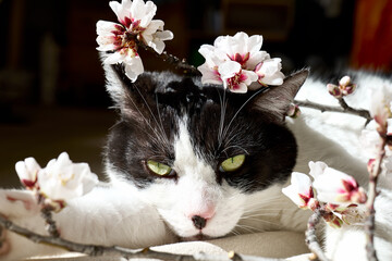 Charming black and white cat with pink and white spring flowers. Sakura. Springtime holidays.