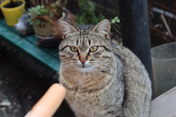 the cat is sitting in the garden