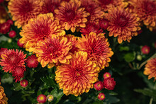 Red And Yellow Mums In The Fall