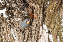 The Eurasian Nuthatch Or Wood Nuthatch, Sitta Europaea, A Small Passerine Bird In Winter. Short-tailed Bird With A Long Bill, Blue-grey Upperparts And A Black Eye-stripe.