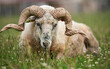 Sheep with twisted horns, (Traditional Slovak breed - Original Valaska ) resting in spring meadow grass