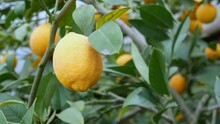 Close Up View Of Ripe Lemon On A Branch Lemon Tree. Harvest Ripe Juicy Lemons On A Tree In A Lemonaria Greenhouse. Ripening Fruit In The Garden.