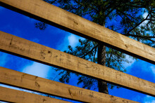 Viewing A Blue Sky With Clouds And Pine Tree Through Trusses Of Wood Pergola
