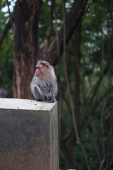 Sticker - Cute small adorable macaque monkey in the zoo