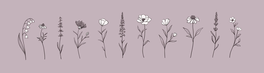 Set of Herbs and Wild Flowers. Hand drawn floral elements. Vector illustration