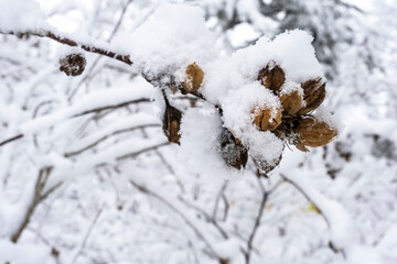 Sticker - snow covered tree