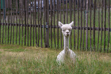 White Alpaca Lying In Beautiful Green Meadow With Fence In Background