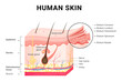 Human skin layers structure skincare medical concept.

