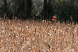birds in a sorghum field