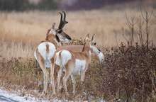 Pronghorn Antelope Buck In Rut