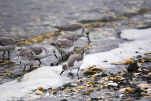 Sanderlings On The Foamy Beach Shore