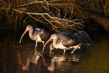 Young White Ibis In The Water