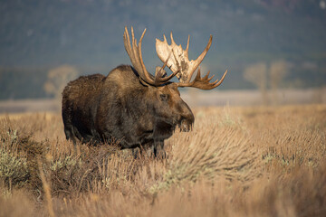 Wall Mural - huge bull moose in Tetons mountain range in rut