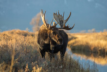 Huge Bull Moose In Tetons Mountain Range In Rut