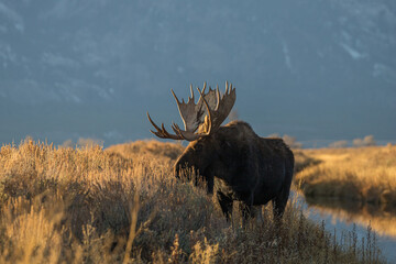 Wall Mural - huge bull moose in Tetons mountain range in rut