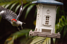Flying Red Bellied Woodpecker Melanerpes Carolinus Bird On A Bird Feeder