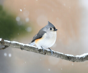 Wall Mural - tufted titmouse standing on tree branch in winter snow