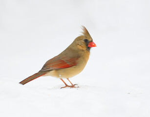 Wall Mural - female red cardinal standing on snow covered ground