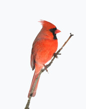 Male Red Cardinal Standing On Tree Branch In Snow