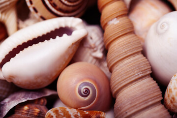 a lot of different empty sea shells on background, macro details