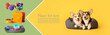 © Pixel-Shot - Cute corgi dogs with pet bed on color background