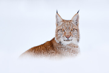 Wall Mural - lynx in cold condition. snowy forest with beautiful animal wild cat, poland. eurasian lynx running, 