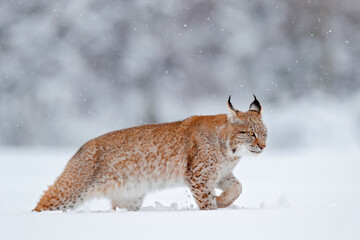 Wall Mural - Lynx in cold condition. Snowy forest with beautiful animal wild cat, Poland. Eurasian Lynx running, wild cat in the forest with snow. Wildlife scene from winter nature.