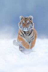 Wall Mural - tiger, cold winter in taiga, russia. snow flakes with wild amur cat. tiger snow run in wild winter n
