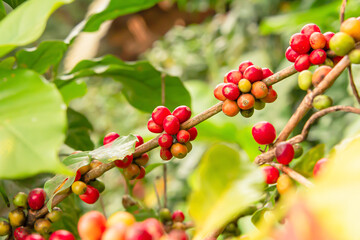 Poster - Coffee beans that are ready to be harvested.