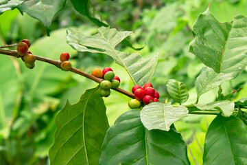 Sticker - Coffee beans that are ready to be harvested.