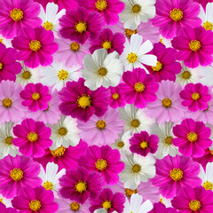 Wall Mural - Flowers seamless pattern. Multi-colored cosmos