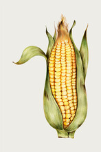 Fresh Corn Vintage Vector Hand-drawn