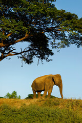 elephant under a tree in the savannah